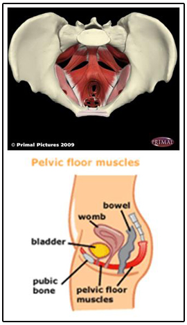 The hypertonic pelvic floor · Pelvic Floor First